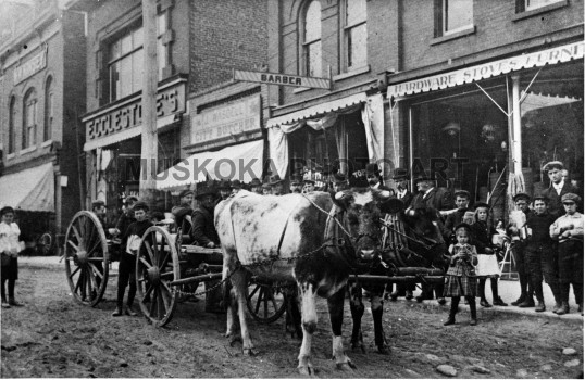 #11 Cows pull wagon in busy, muddy Bracebridge